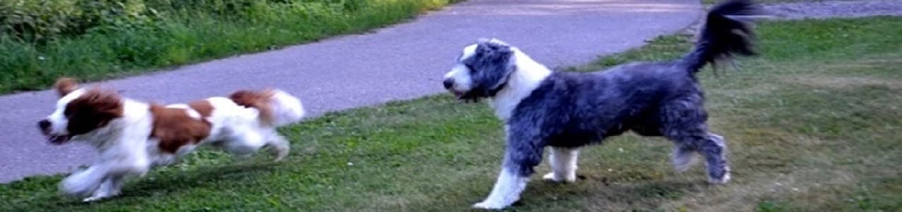 Hundfoton iFokus