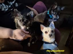 Bildtråd Chihuahua