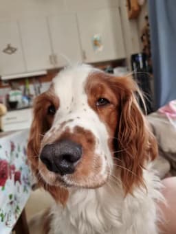 Bildtråd Welsh Springer spaniel