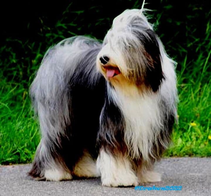 Tips för att få bra bilder av din hund
